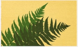 Paillasson 75x45 Fibre Naturelle - Fougères